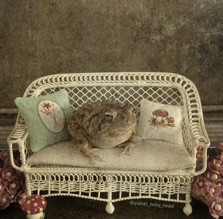 69 Pictures Of Toby The Toad Living An Old Man’s Life In This Decorated Dollhouse