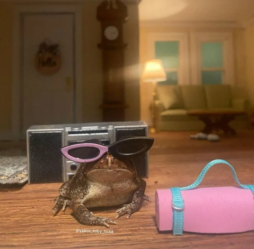 69 Pictures Of Toby The Toad Living An Old Man’s Life In This Decorated Dollhouse