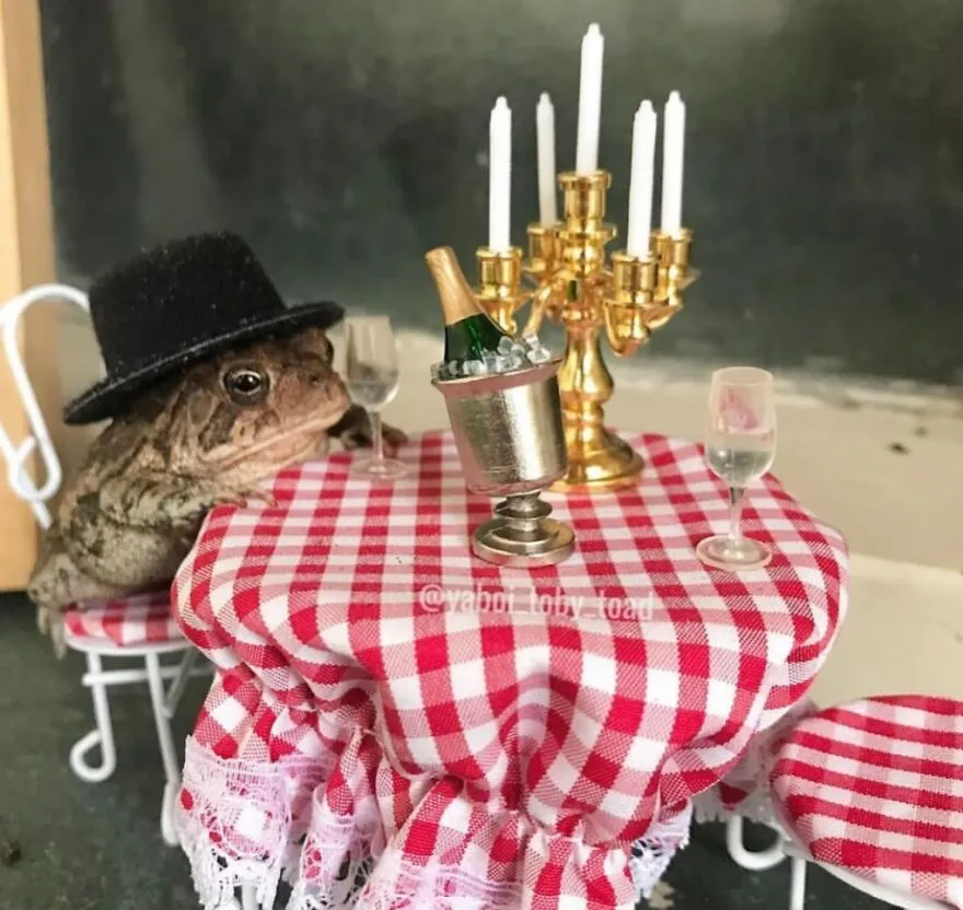 69 Pictures Of Toby The Toad Living An Old Man’s Life In This Decorated Dollhouse