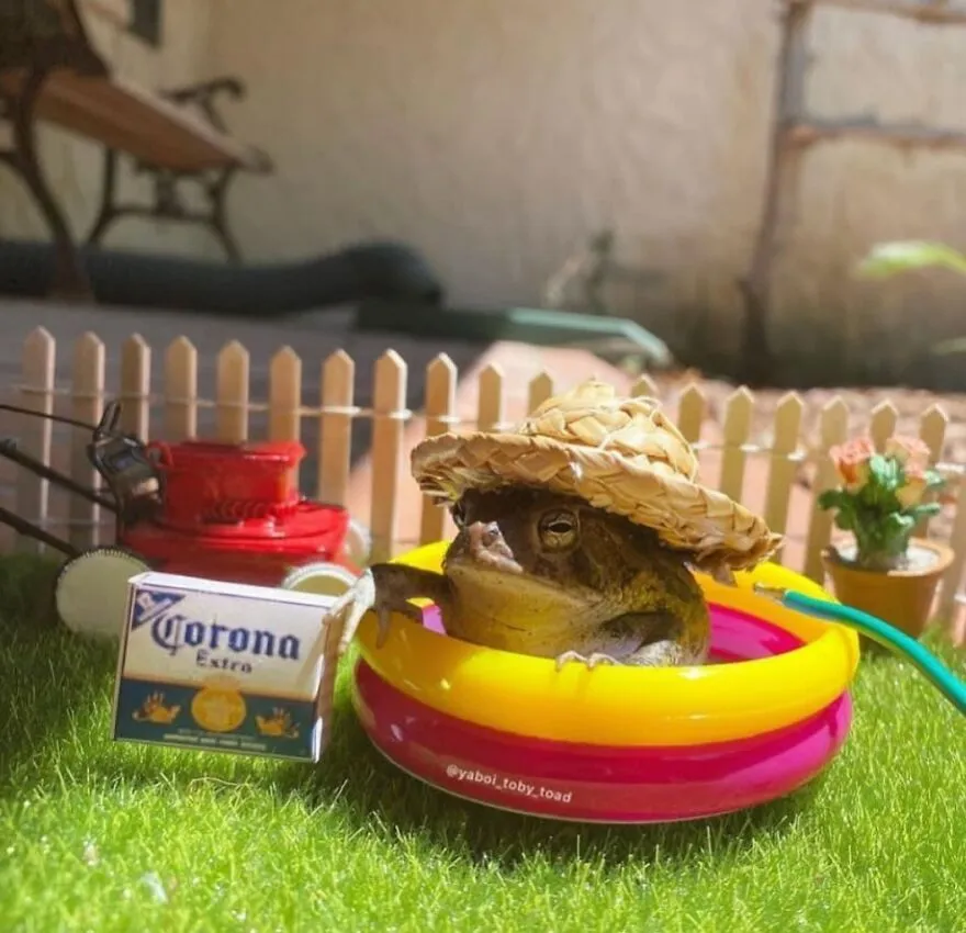 69 Pictures Of Toby The Toad Living An Old Man’s Life In This Decorated Dollhouse