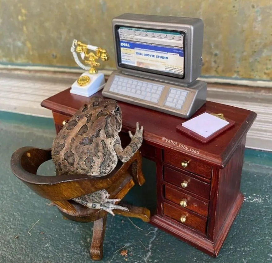 69 Pictures Of Toby The Toad Living An Old Man’s Life In This Decorated Dollhouse