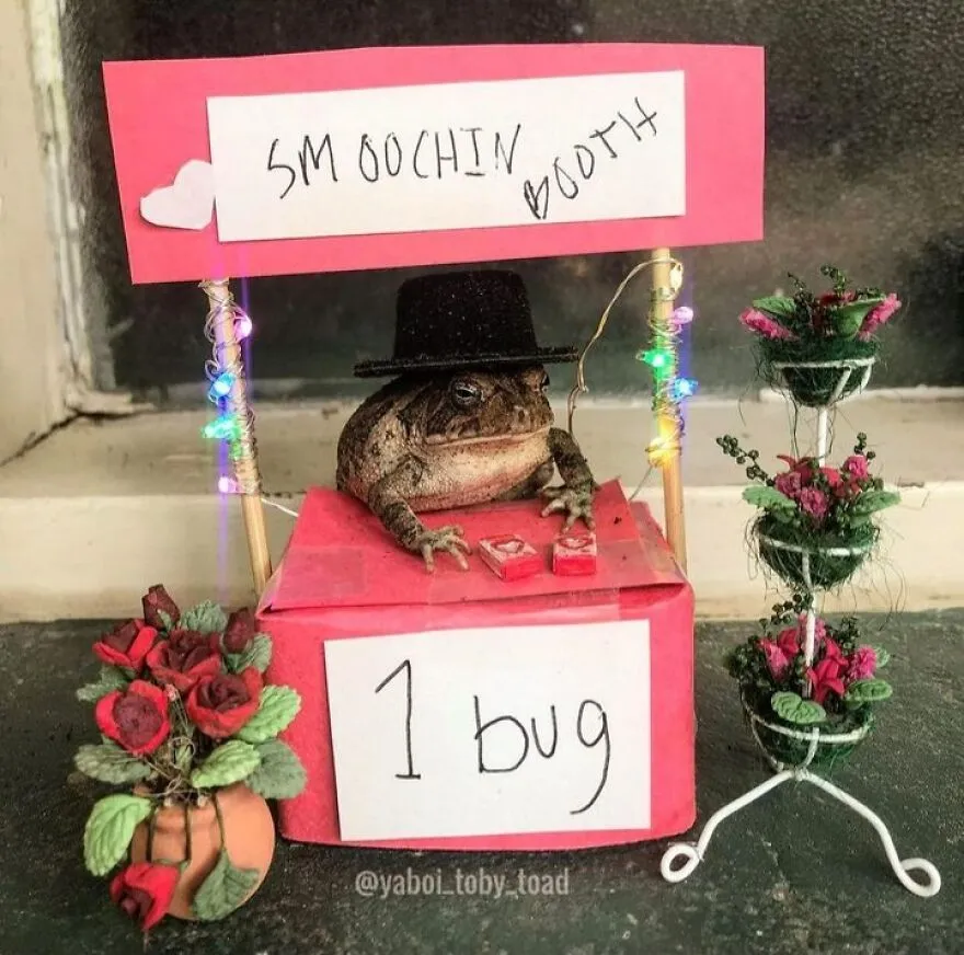 69 Pictures Of Toby The Toad Living An Old Man’s Life In This Decorated Dollhouse