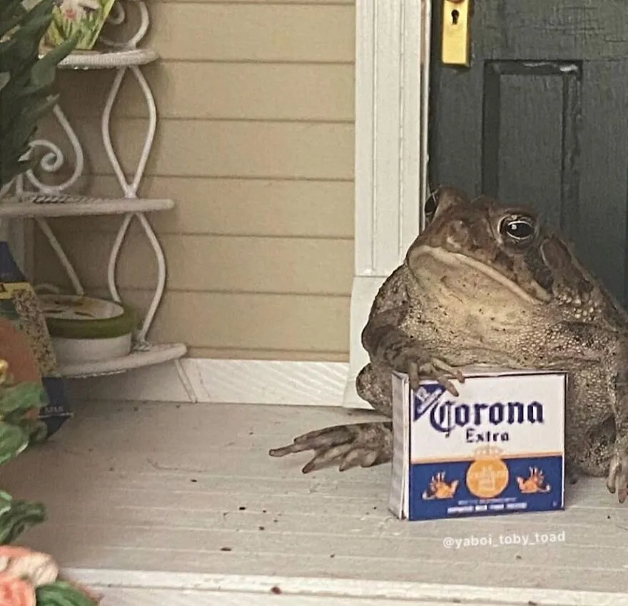 69 Pictures Of Toby The Toad Living An Old Man’s Life In This Decorated Dollhouse
