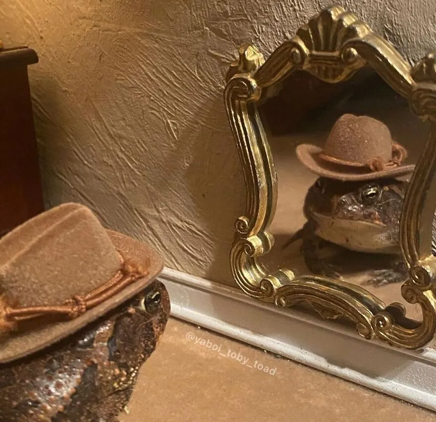69 Pictures Of Toby The Toad Living An Old Man’s Life In This Decorated Dollhouse