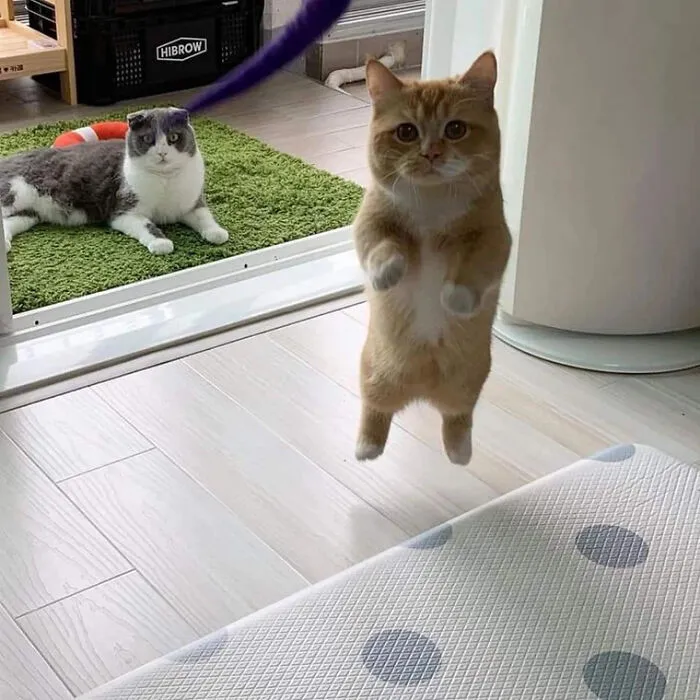 Floating Kitty
