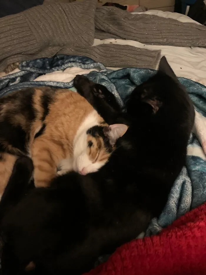 Two Of My Five Kitties, These Two Always Co-Sleep No Matter Where They Are