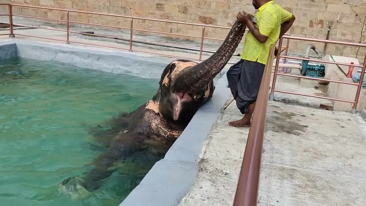 Amazing Elephant Takes A Bath In A Pool!