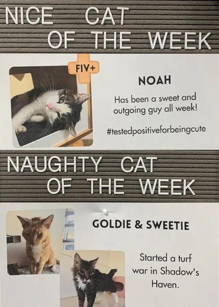 20 Pics Of Cats That Scored A Spot On The ‘Naughty And Nice’ Board At This Cat Rescue