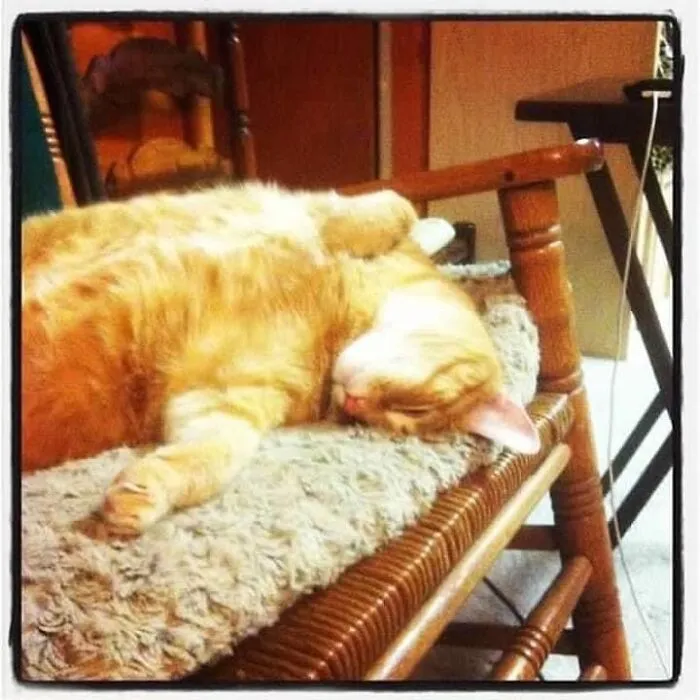 Sleeping Kitties!