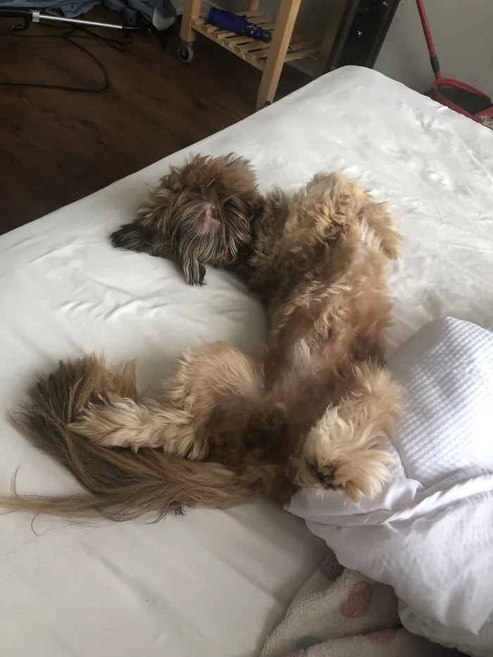 The Exhibitionist