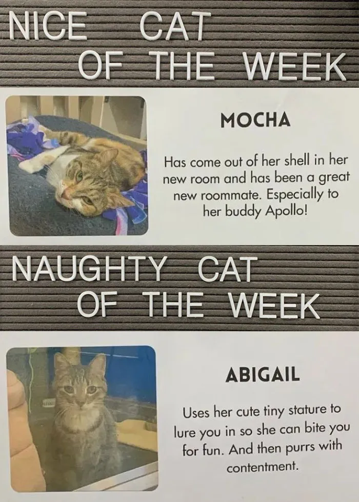 20 Pics Of Cats That Scored A Spot On The ‘Naughty And Nice’ Board At This Cat Rescue