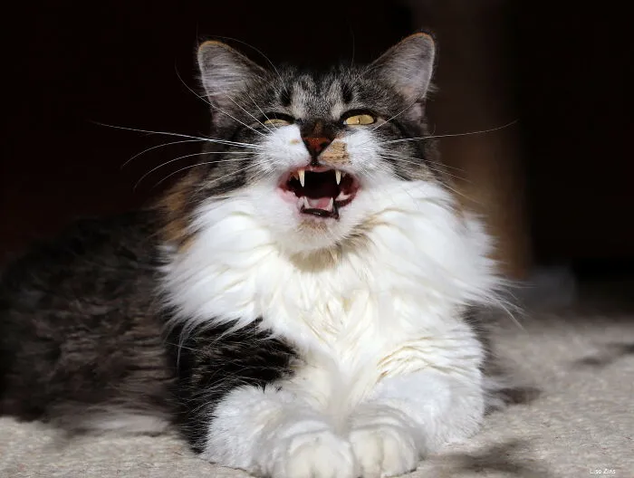 Because A Cat Sneezed