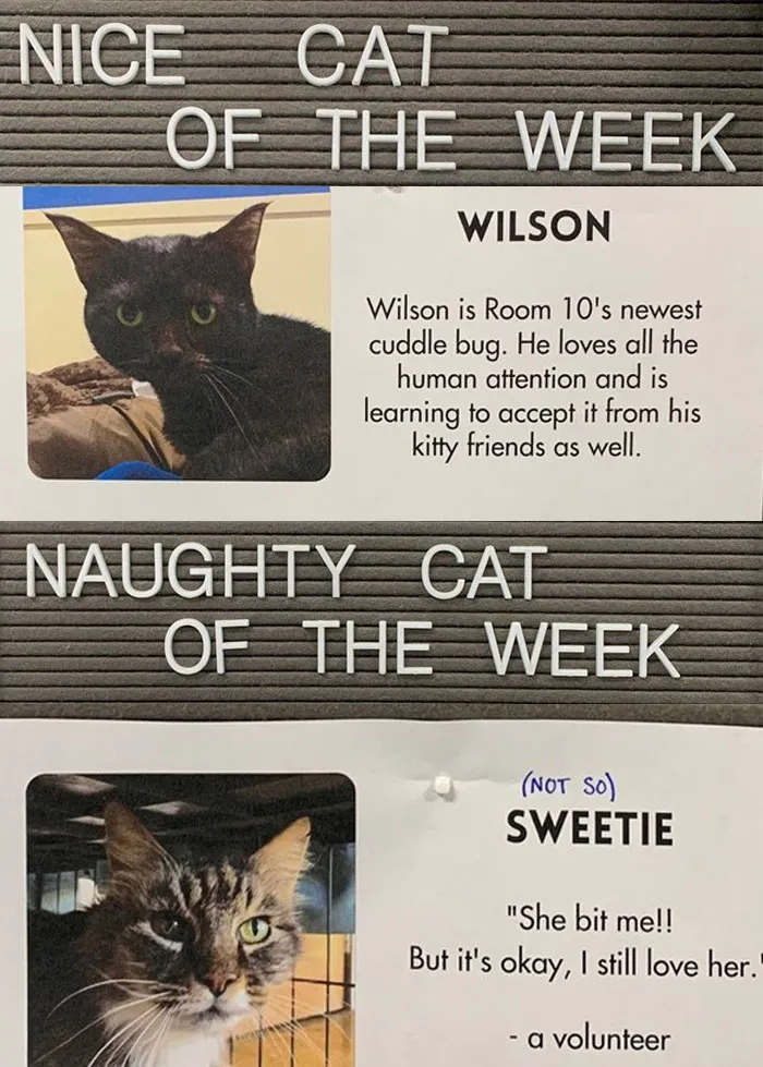 20 Pics Of Cats That Scored A Spot On The ‘Naughty And Nice’ Board At This Cat Rescue