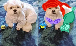Here's My Dog Side By Side With People And Things He Looks Similar To (14 Pics)