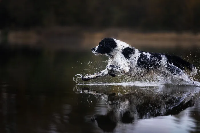 I Am A Photographer Who Is Passionate About Dogs And Their Adorable Expressions In Nature; Here Are The Recent Shots I Captured (30 New Pics)