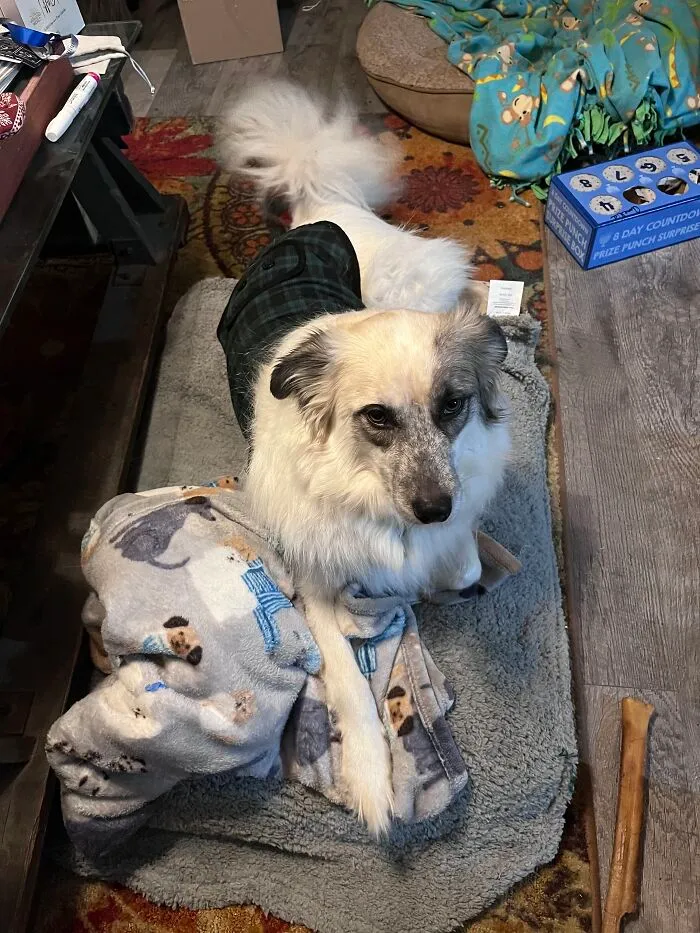 This Is Badger (He’s A Hufflepuff) 🦡💛🖤