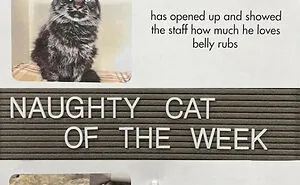 20 Pics Of Cats That Scored A Spot On The ‘Naughty And Nice’ Board At This Cat Rescue