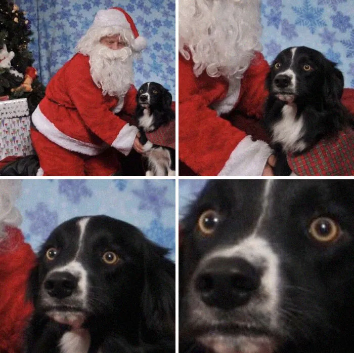 Mi perro conoció a Santa Claus
