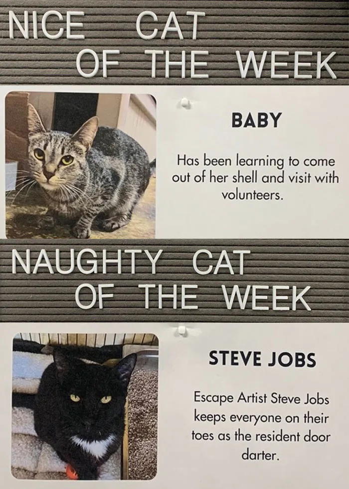 20 Pics Of Cats That Scored A Spot On The ‘Naughty And Nice’ Board At This Cat Rescue