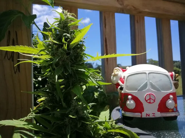 Stoner Santa