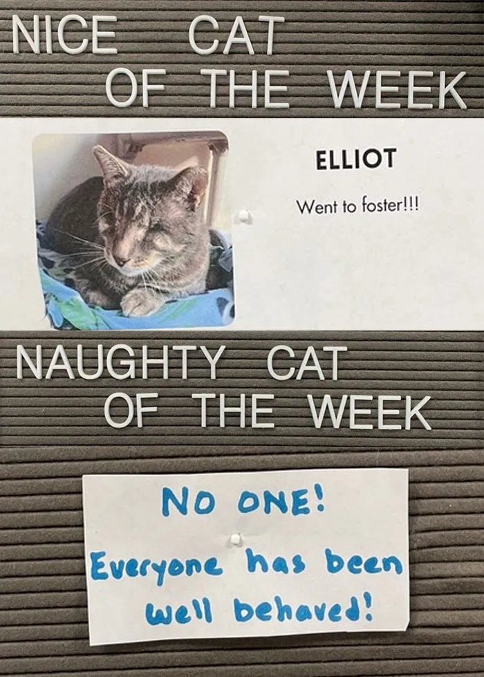 20 Pics Of Cats That Scored A Spot On The ‘Naughty And Nice’ Board At This Cat Rescue