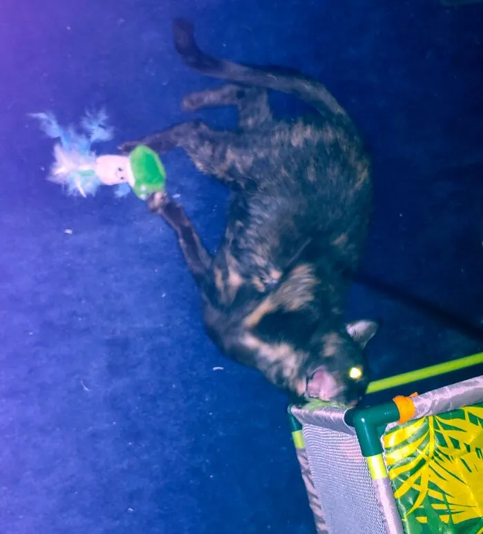 Wanted A Cute Picture Of Cinder Playing But Instead She Transformed Into A Demon