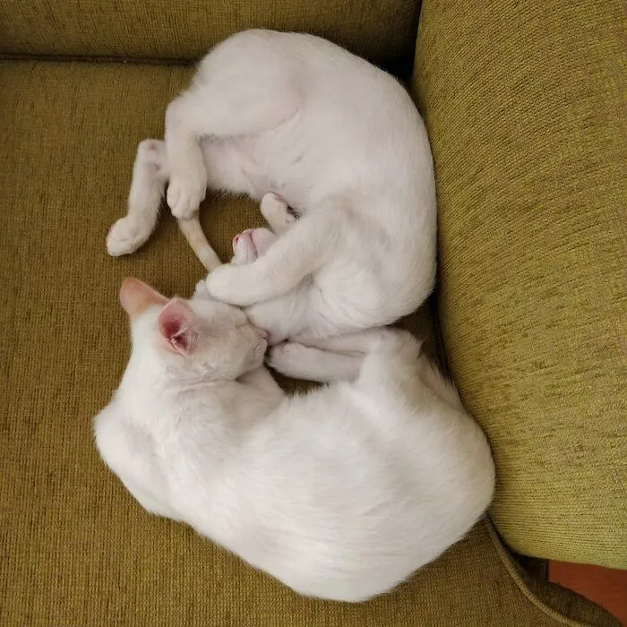 Twins!