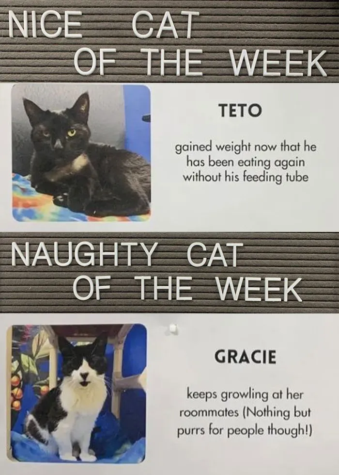 20 Pics Of Cats That Scored A Spot On The ‘Naughty And Nice’ Board At This Cat Rescue