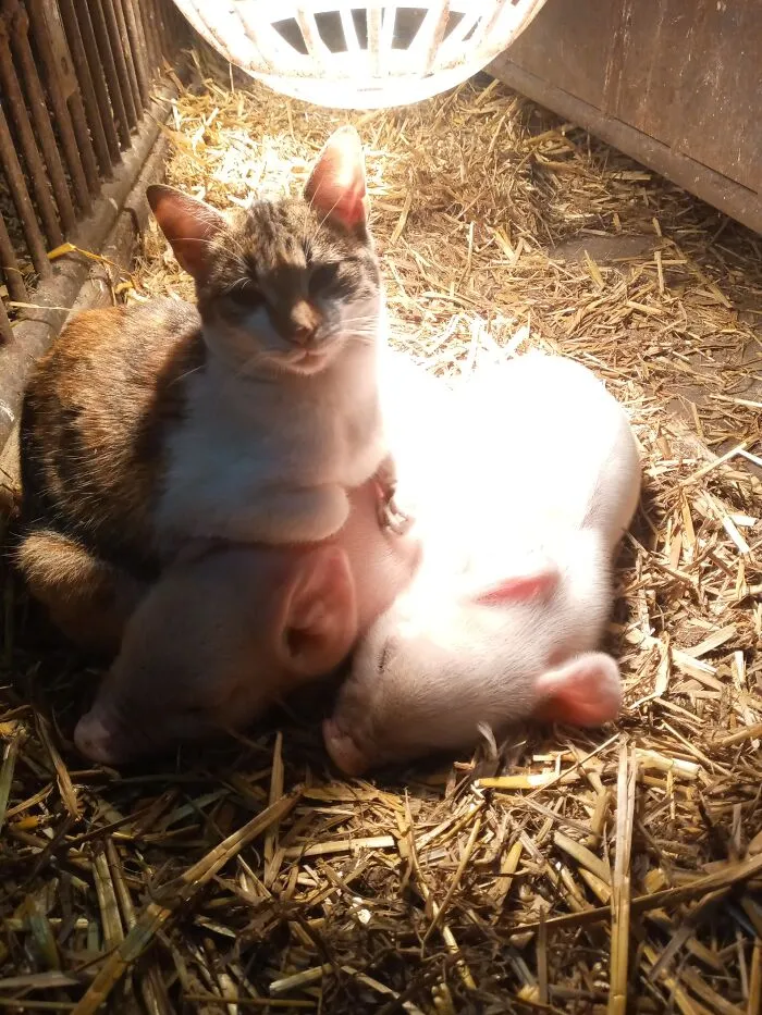 Sleepy Piggys