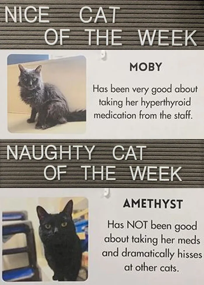 20 Pics Of Cats That Scored A Spot On The ‘Naughty And Nice’ Board At This Cat Rescue