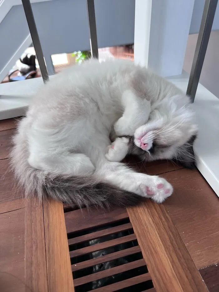 Sleepy Kitty