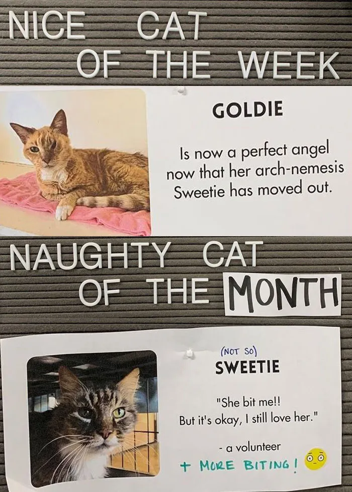 20 Pics Of Cats That Scored A Spot On The ‘Naughty And Nice’ Board At This Cat Rescue