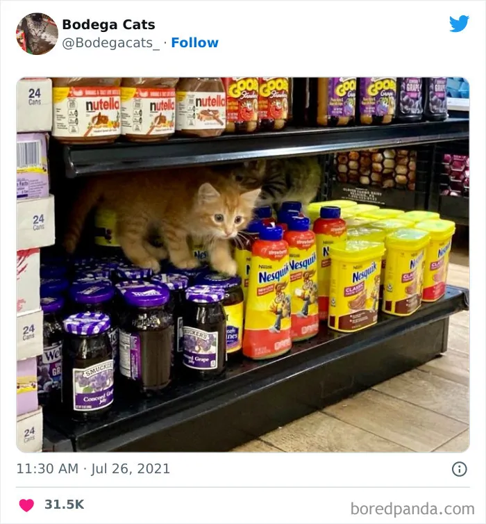 Estos adorables gatos de bodegas y tiendas se ven como si fueran los dueños del lugar (nuevas imágenes)