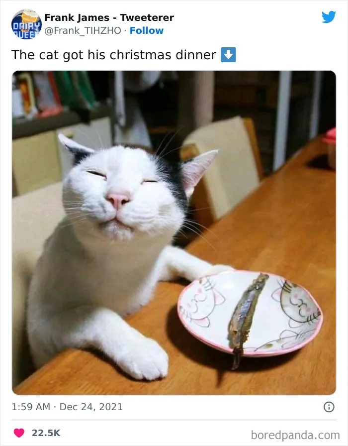 Happy Cat