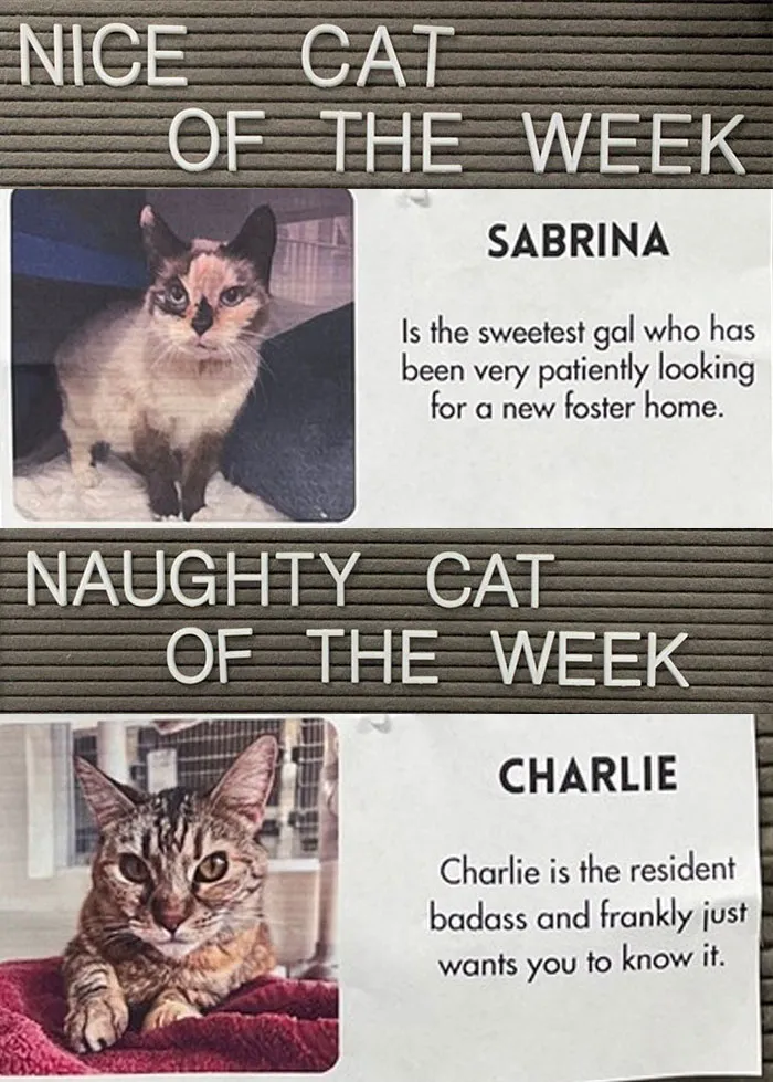 20 Pics Of Cats That Scored A Spot On The ‘Naughty And Nice’ Board At This Cat Rescue