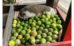 Cute And Funny Cats In Shops Looking Like They Own The Place, As Shared On This Twitter Page (New Pics)