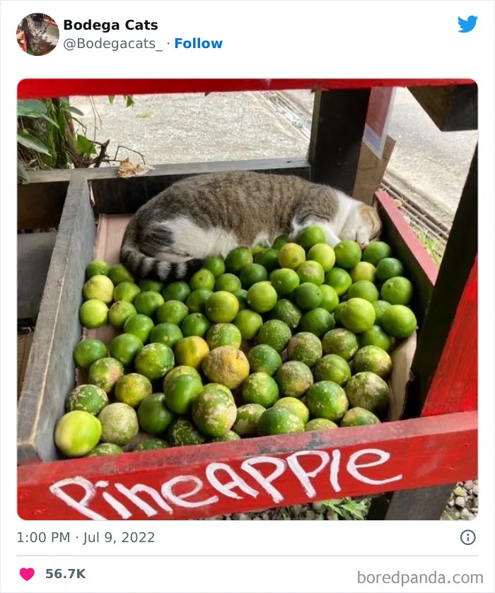 Funny-Shop-Cats-Pictures
