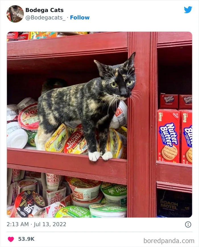 Estos adorables gatos de bodegas y tiendas se ven como si fueran los dueños del lugar (nuevas imágenes)