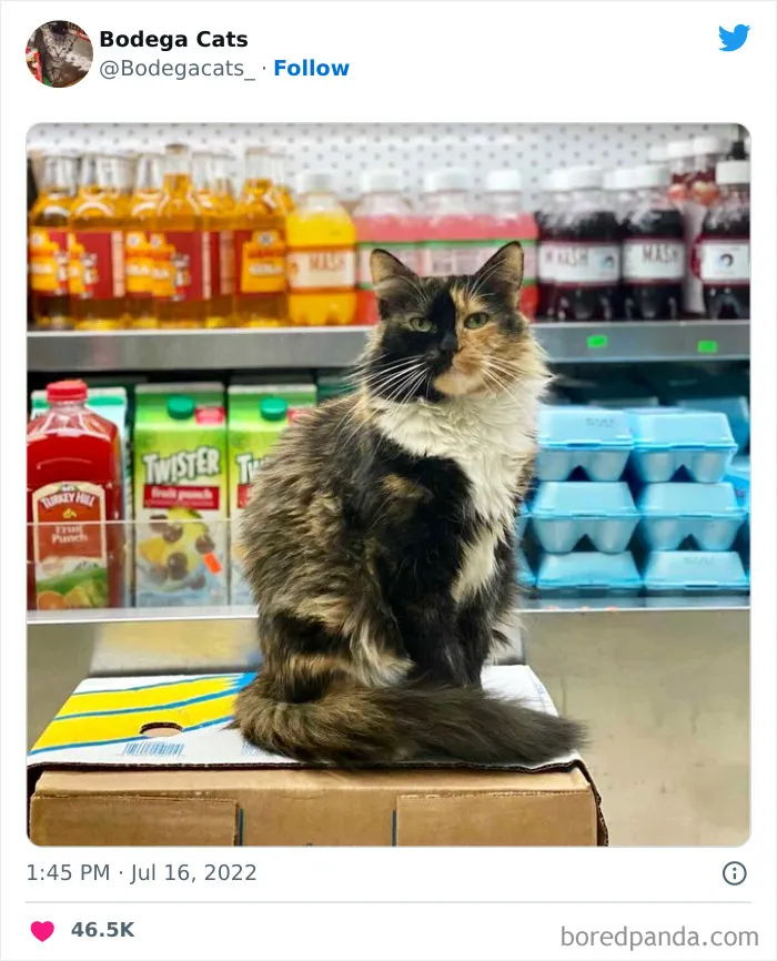 Estos adorables gatos de bodegas y tiendas se ven como si fueran los dueños del lugar (nuevas imágenes)