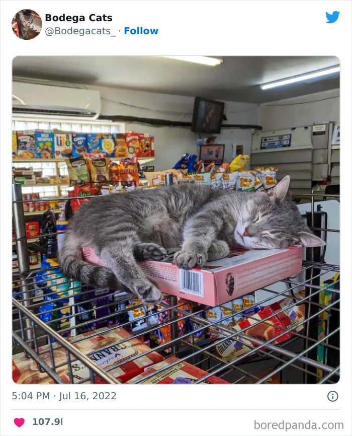 Estos adorables gatos de bodegas y tiendas se ven como si fueran los dueños del lugar (nuevas imágenes)