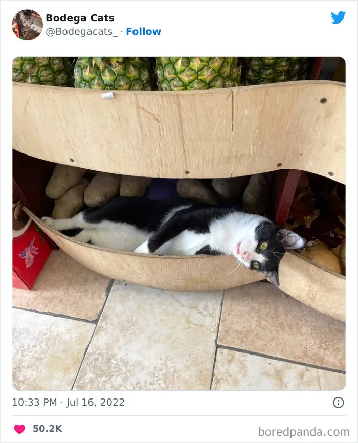 Estos adorables gatos de bodegas y tiendas se ven como si fueran los dueños del lugar (nuevas imágenes)