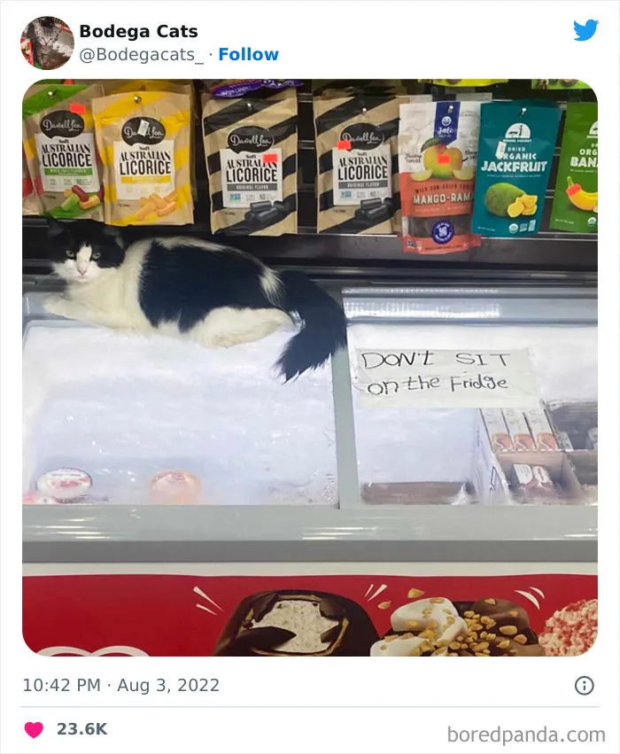 Estos adorables gatos de bodegas y tiendas se ven como si fueran los dueños del lugar (nuevas imágenes)