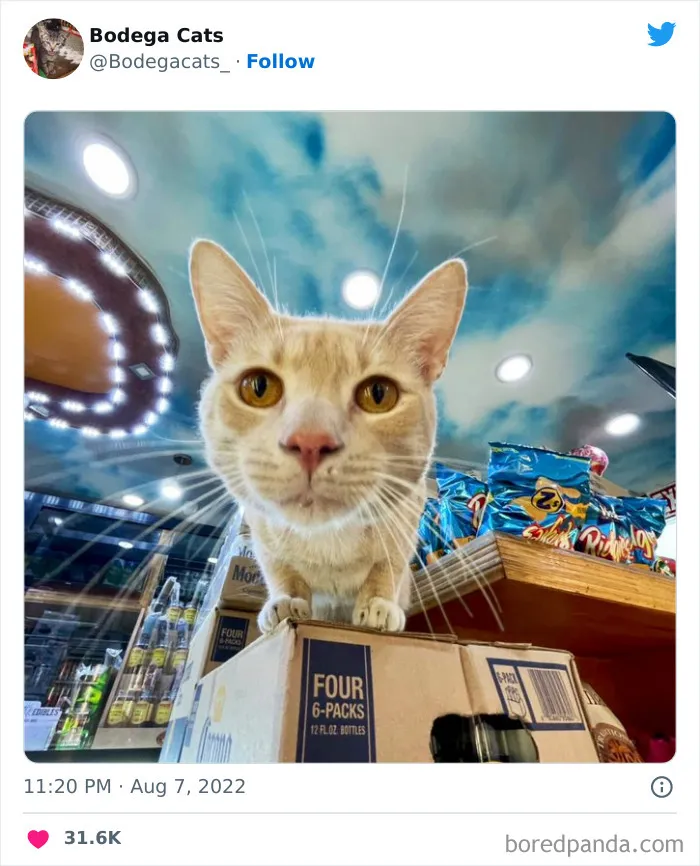 Estos adorables gatos de bodegas y tiendas se ven como si fueran los dueños del lugar (nuevas imágenes)