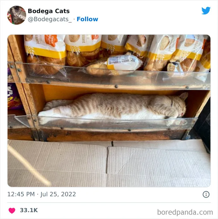 Cute And Funny Cats In Shops Looking Like They Own The Place, As Shared On This Twitter Page (New Pics)