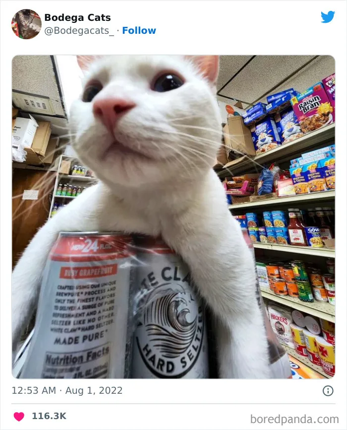 Estos adorables gatos de bodegas y tiendas se ven como si fueran los dueños del lugar (nuevas imágenes)