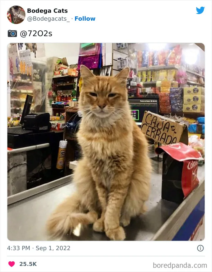 Estos adorables gatos de bodegas y tiendas se ven como si fueran los dueños del lugar (nuevas imágenes)