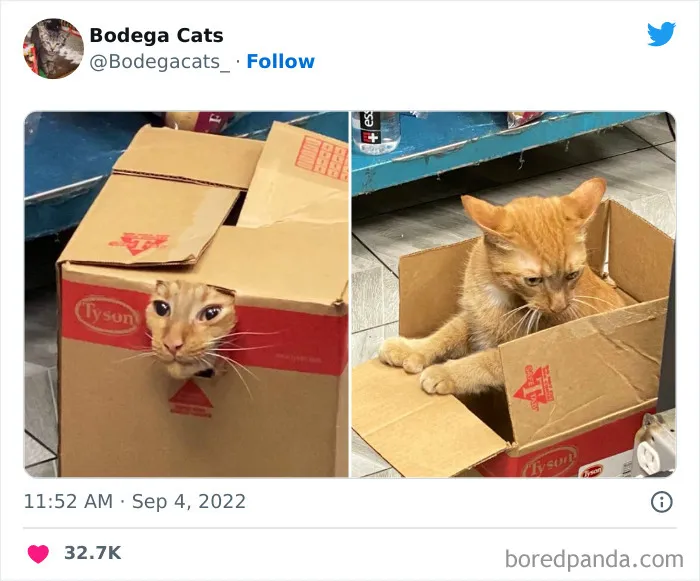 Cute And Funny Cats In Shops Looking Like They Own The Place, As Shared On This Twitter Page (New Pics)