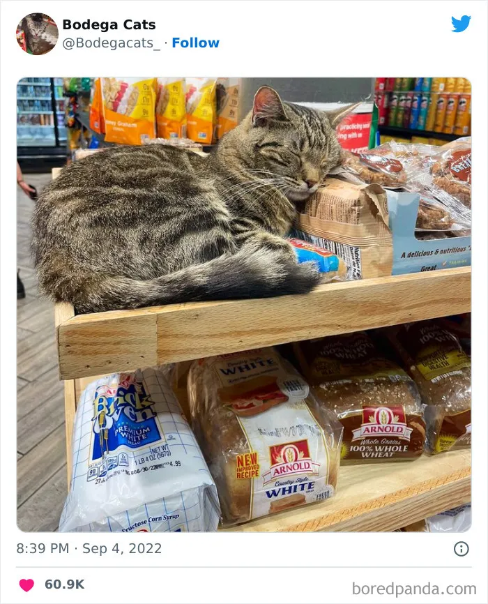 Estos adorables gatos de bodegas y tiendas se ven como si fueran los dueños del lugar (nuevas imágenes)
