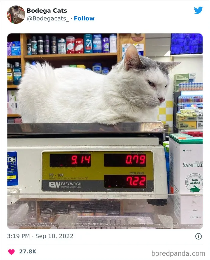 Cute And Funny Cats In Shops Looking Like They Own The Place, As Shared On This Twitter Page (New Pics)