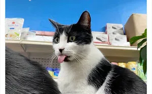 Cute And Funny Cats In Shops Looking Like They Own The Place, As Shared On This Twitter Page (New Pics)